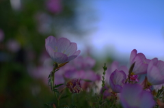 道端の花