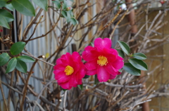 IMGP4843