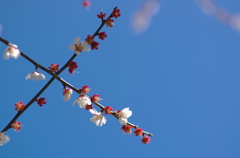 空梅