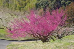 梅花