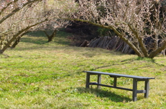 ベンチ
