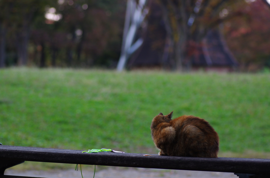 猫