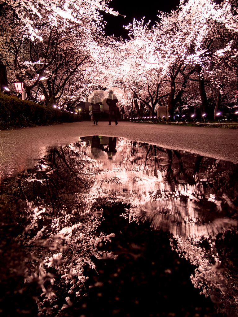 雨とあなたと夜桜と