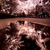 雨とあなたと夜桜と