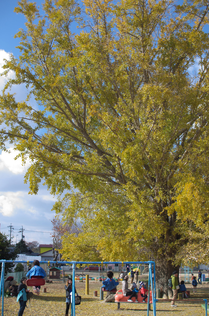 大きなイチョウの木の下で