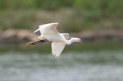 トリミングの鬼　2