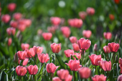 春到来ですね！