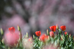 桜とチューリップ