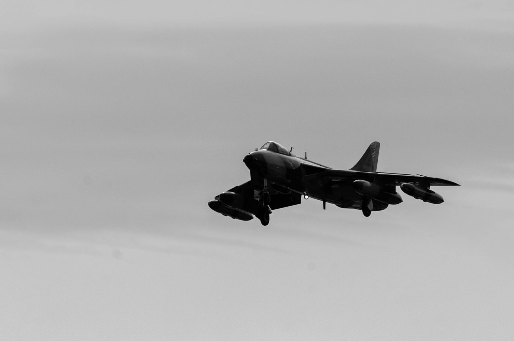 奴が・・・ハンターが来た！