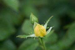 少しは残ってるのかな？