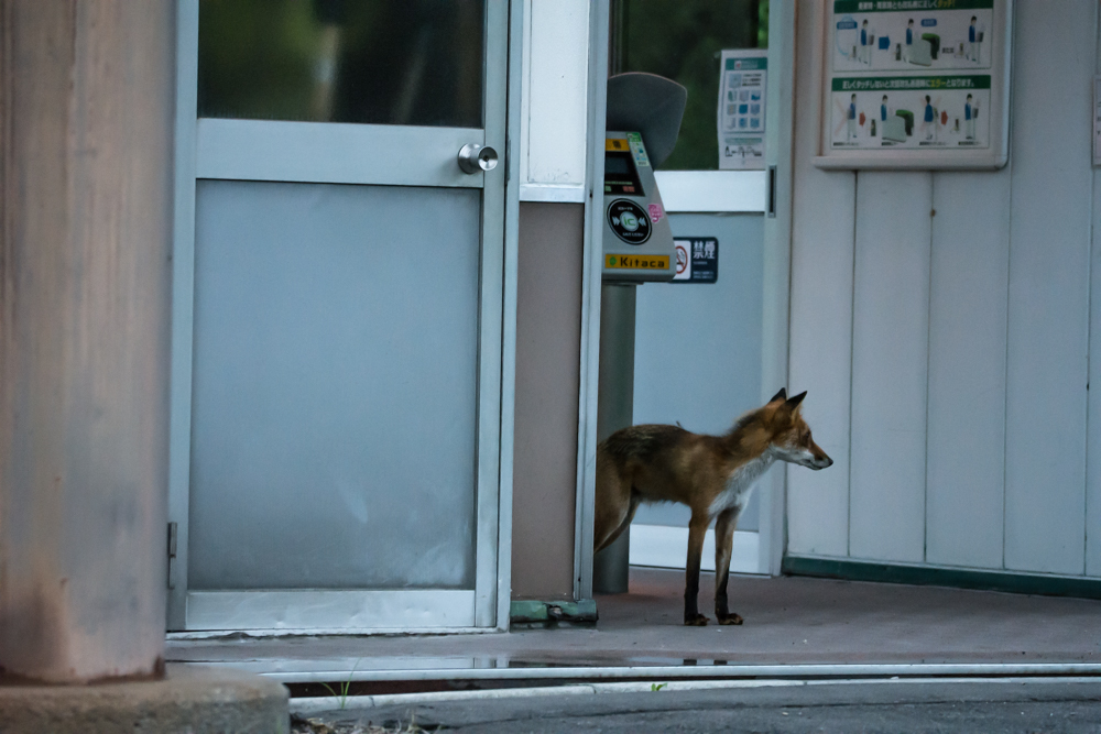 Memories in BIBI station