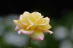 薔薇 薔薇