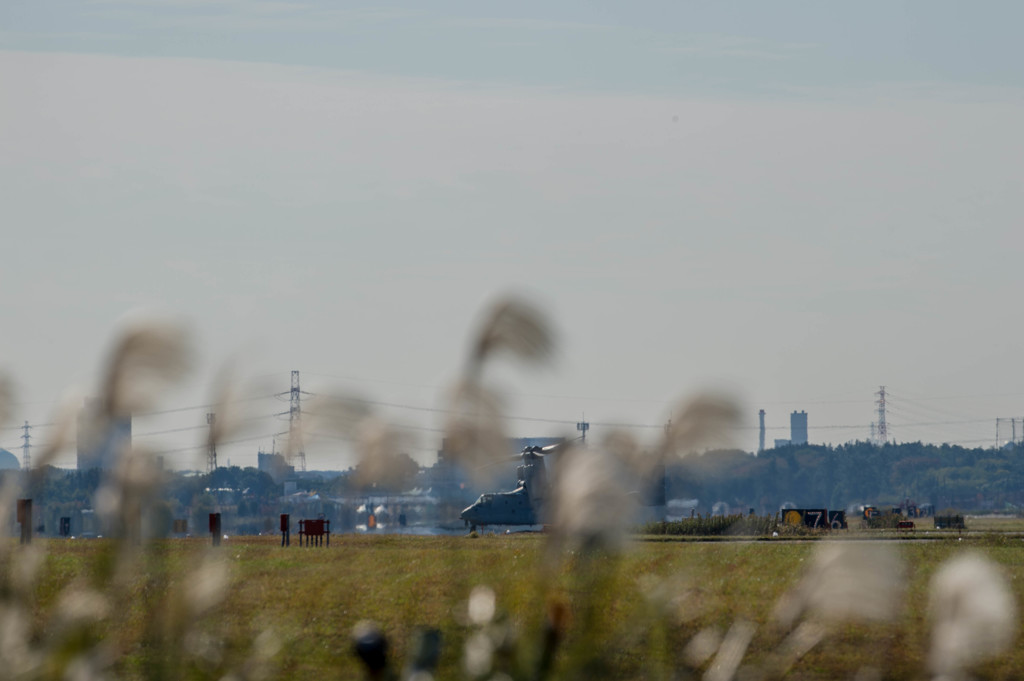 秋らしく、すすき