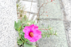強く生きていこう