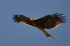 何でしょう？(^_^;)