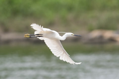 トリミングの鬼　3