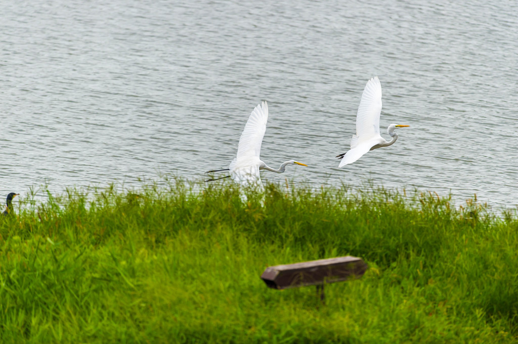 野鳥公園にて　23