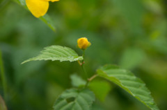 あおいもまだつぼみ・・・