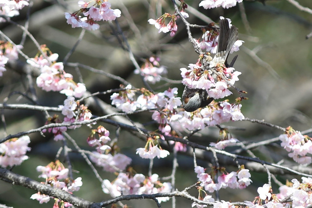 アクロバット　ヒヨドリ