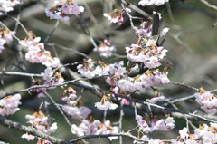 アクロバット　ヒヨドリ