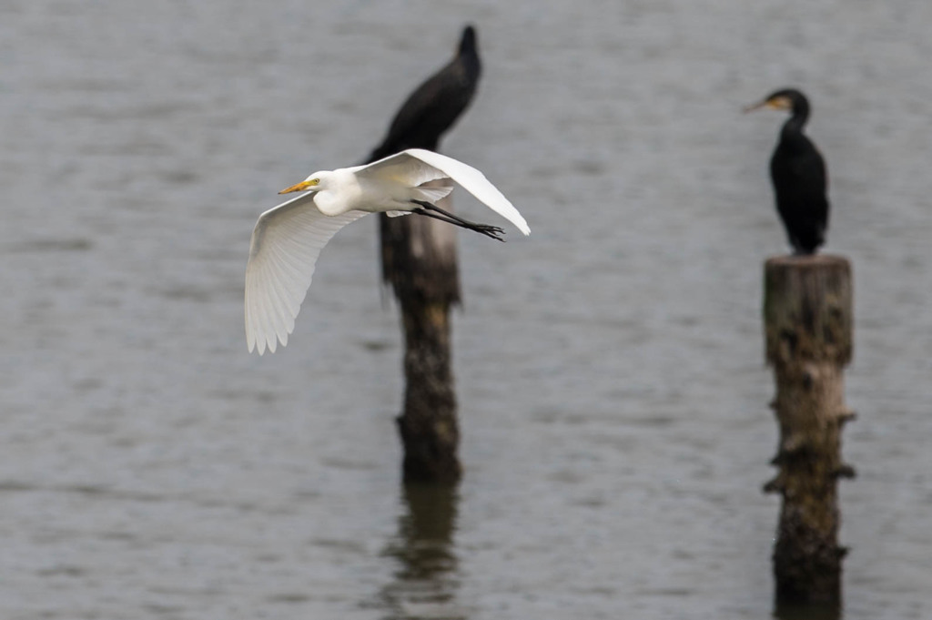 野鳥公園にて　3