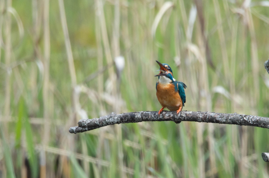 ン、ガ、ン、グ・・・
