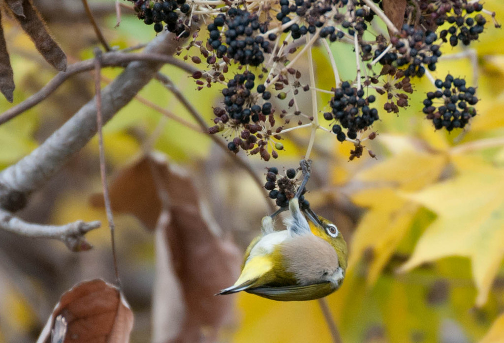 アクロバットなメジロ