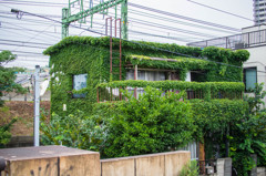 涼しいのかな？