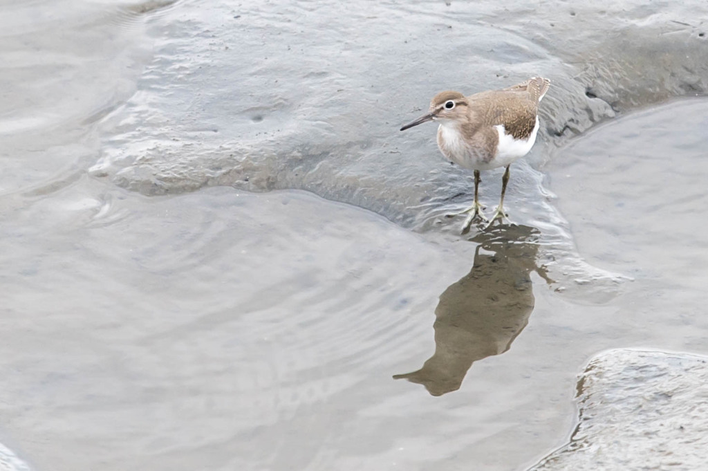 野鳥公園にて　25