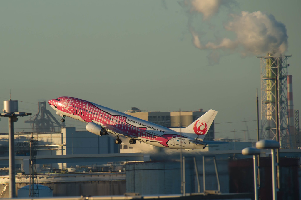 さくらジンベイ・・・1