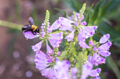 この日は終戦記念日でした。