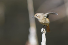 ジョウビタキ♀　ポートレート2