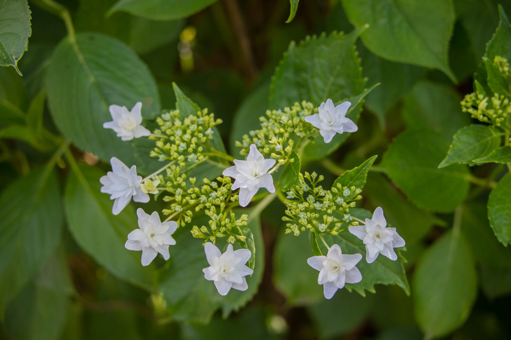 小田原城あじさい花菖蒲まつり5