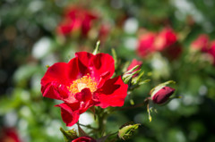 ロイヤルバッシーノ