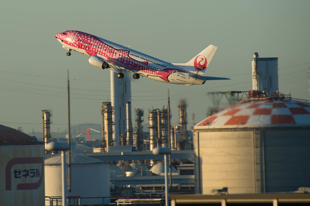 さくらジンベイ・・・2