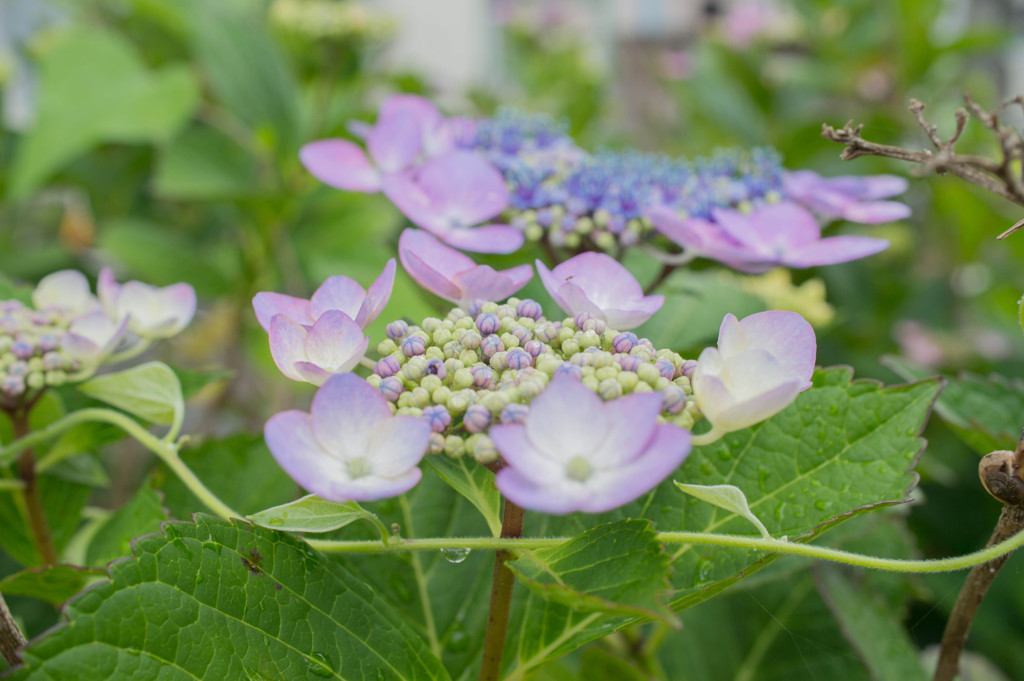 あじさい