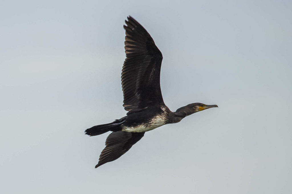 野鳥公園にて　10