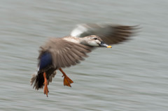 トリミングの鬼　4