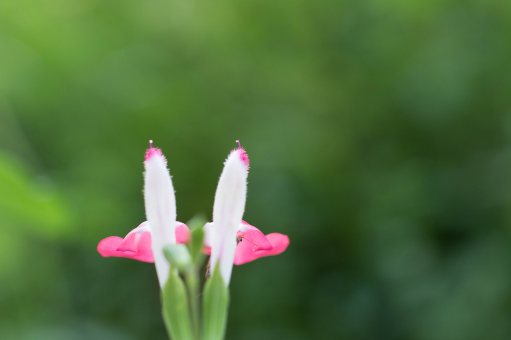 うさぎじゃないよ！