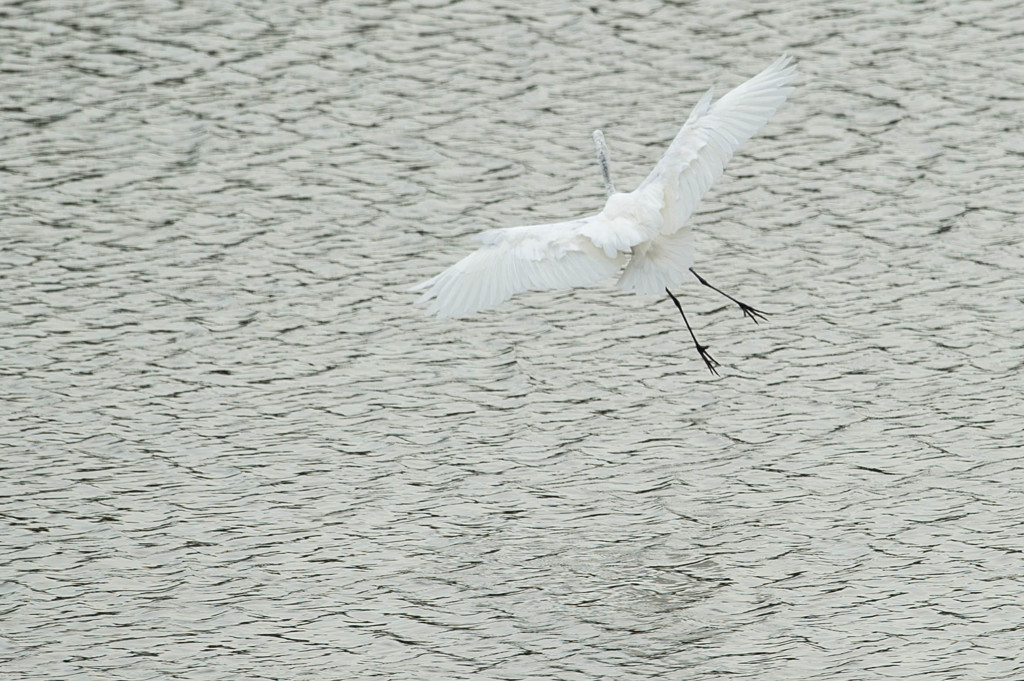 野鳥公園にて　6