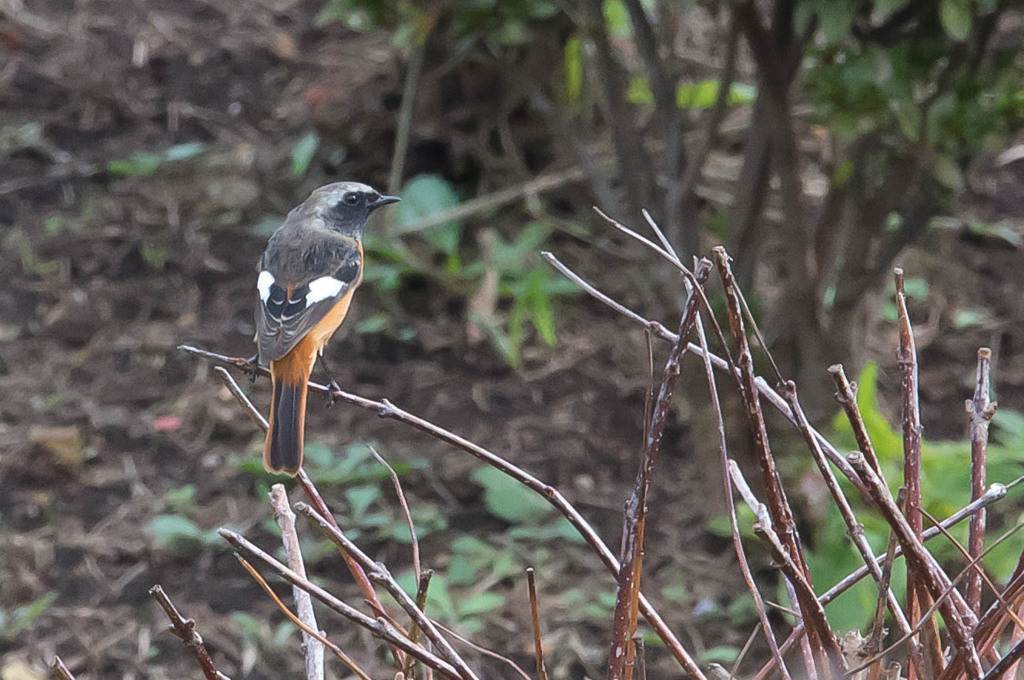 カワセミのいる公園で2