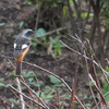 カワセミのいる公園で2