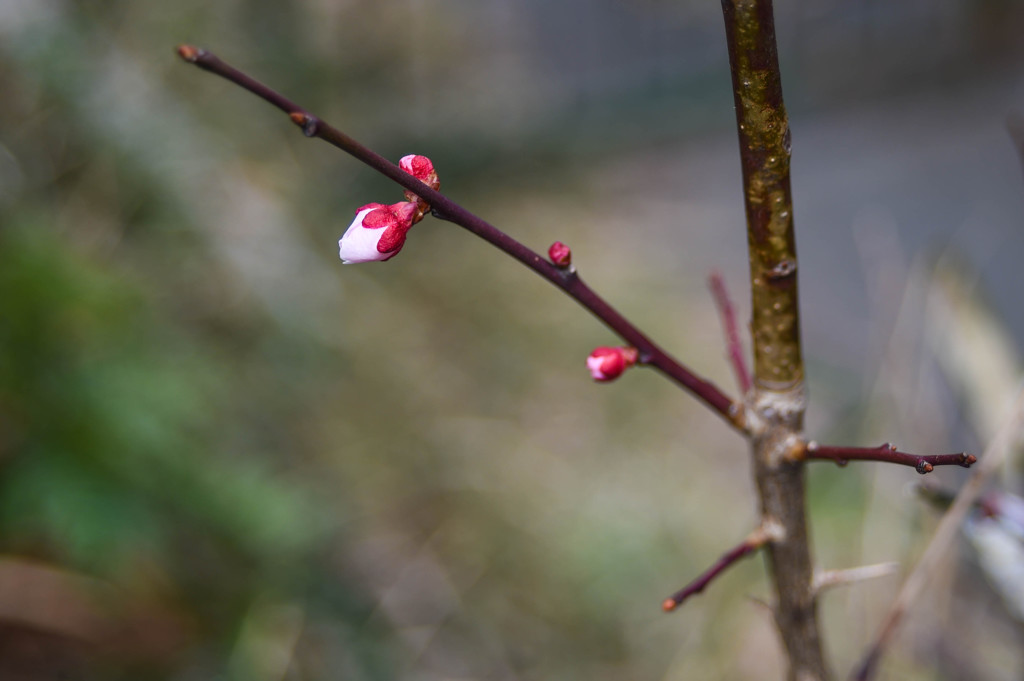 オールドレンズ4500円　2
