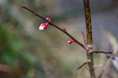 オールドレンズ4500円　2