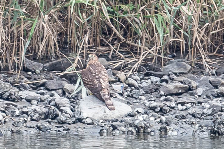 野鳥公園にて　18