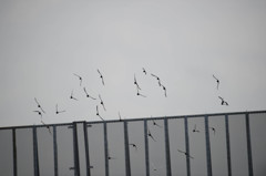 バーン(ﾟдﾟ)！　なんだ？