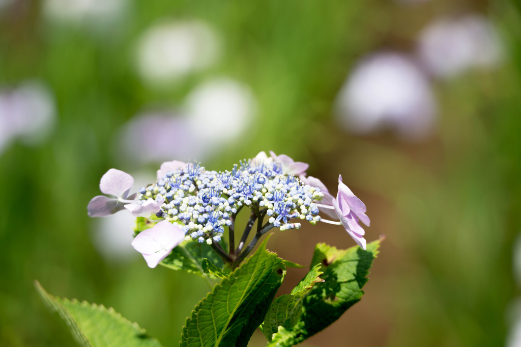 小田原城あじさい花菖蒲まつり6