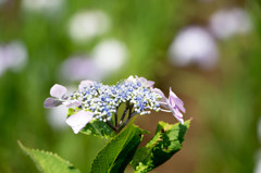 小田原城あじさい花菖蒲まつり6