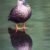 カワセミのいる公園で6