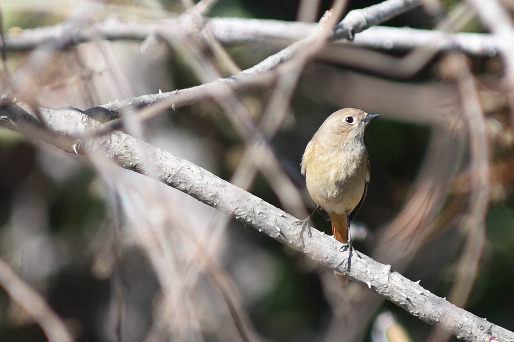 ジョウビタキ♀　ポートレート